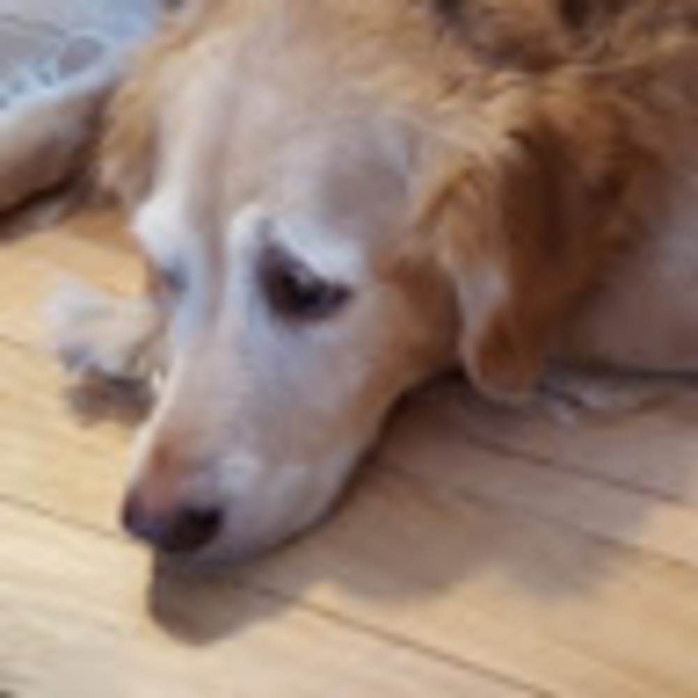 Meet your Posher, Lila